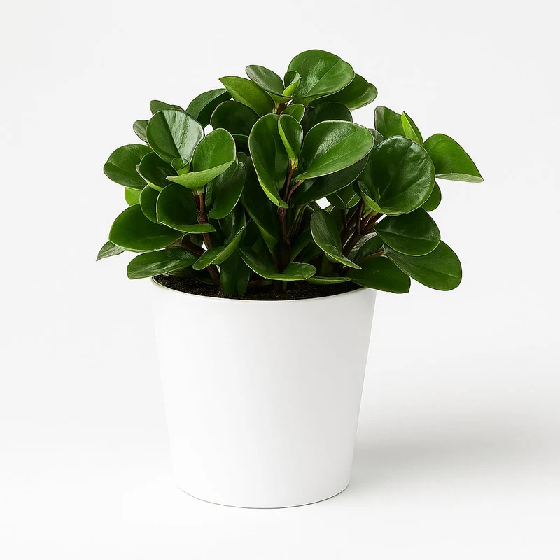 Peperomia Burning Bush
