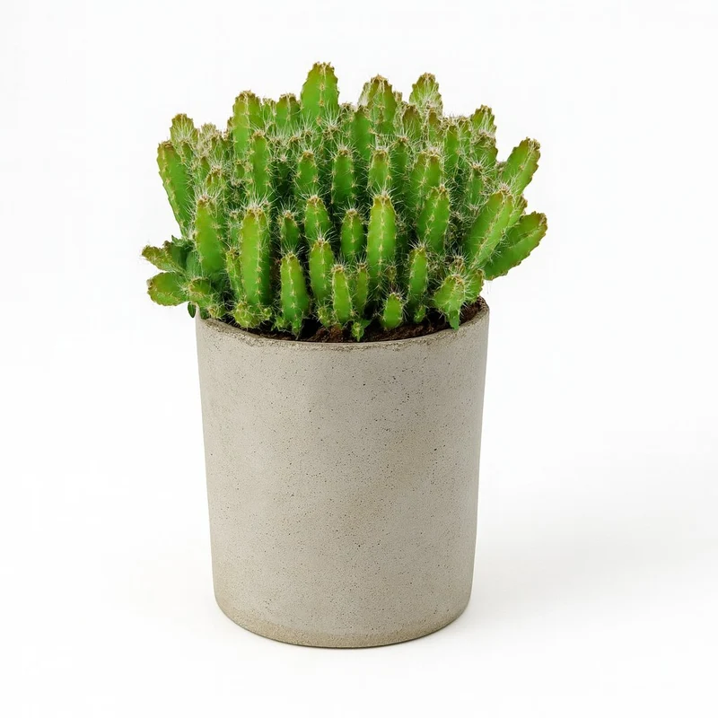 Hylocereus Undatus