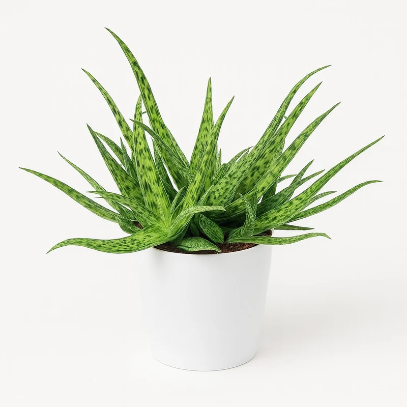 Aloe Spider