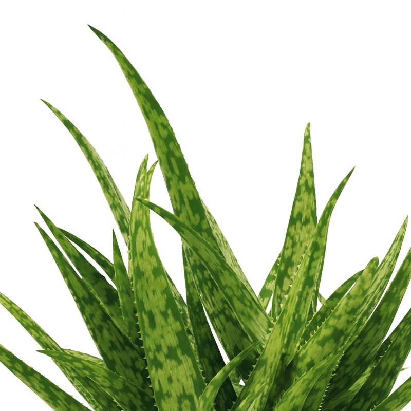 Aloe Spider