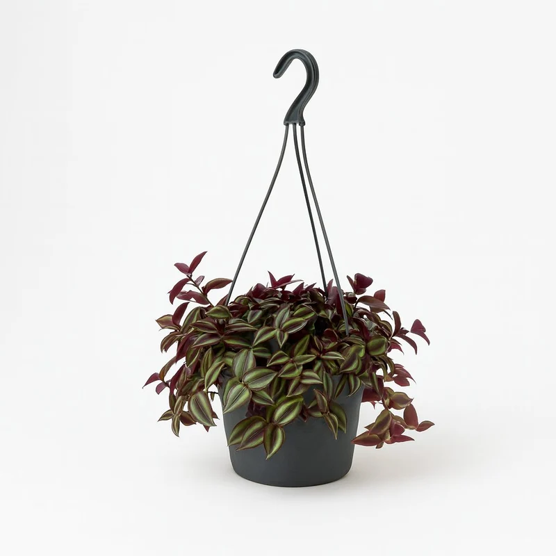 Tradescantia Zebrina Purpusii - 30cm