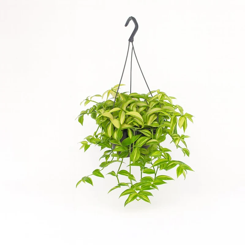 Tradescantia Yellow Hill - 40cm