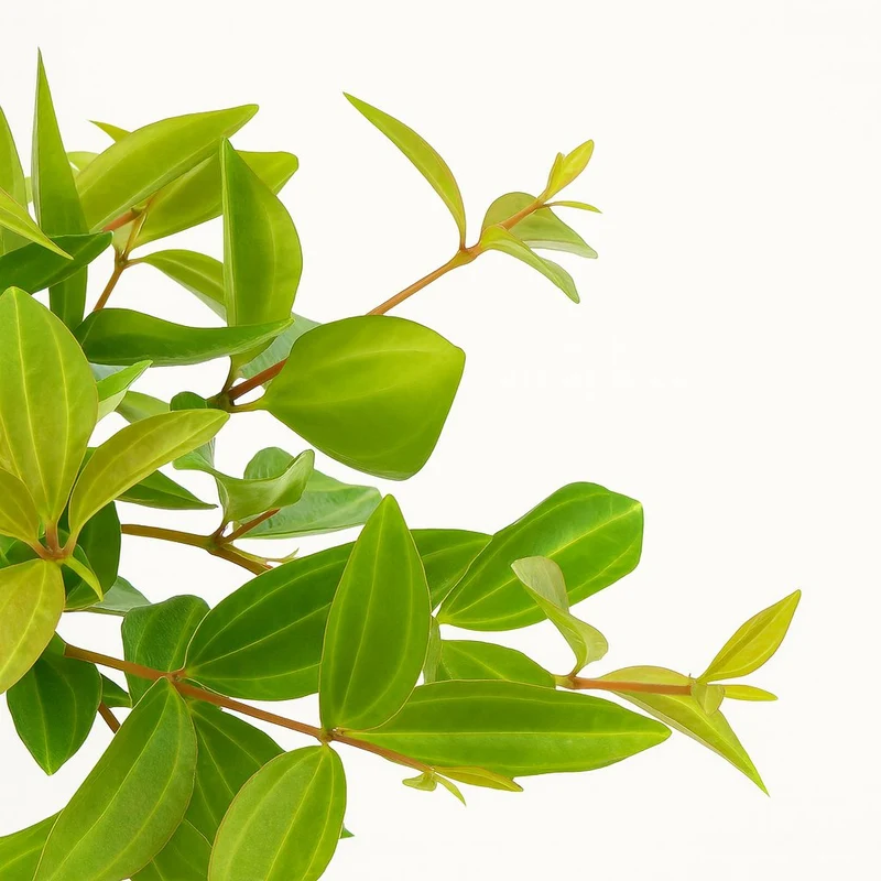 Peperomia Ang. Rocca Vivace