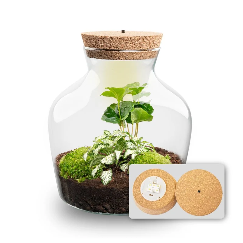 Little Joe Coffea Arabica + Fittonia White Tiger - Terrarium with light - Bottle garden DIY kit - Ø 20 cm ↑ 22 cm
