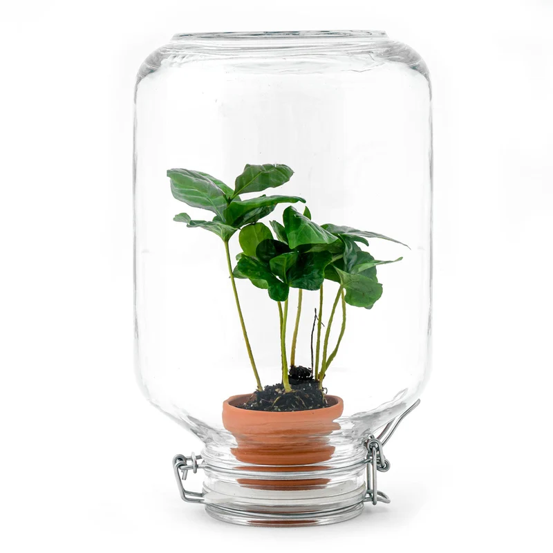 Easyplant Coffea - Fido terrarium jar - Bottle Garden DIY kit - Ø 18 cm ↑ 28 cm
