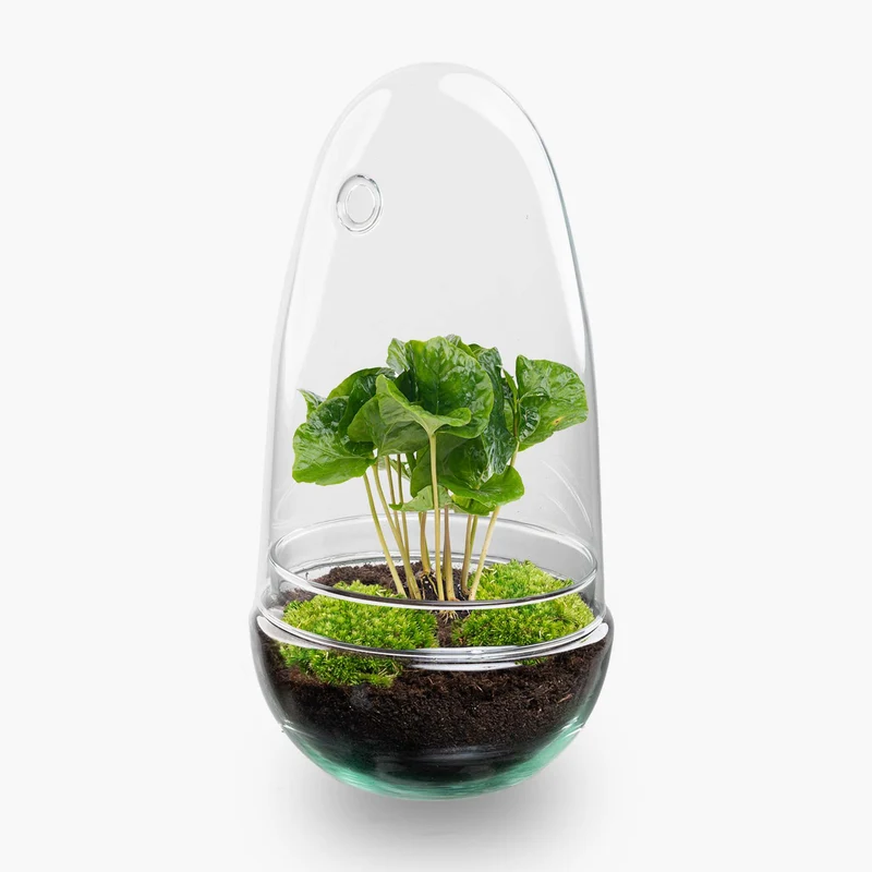 Egg Coffea - Terrarium - Two-part glass dome - Bottle garden DIY kit - Ø 12 cm ↑ 25 cm