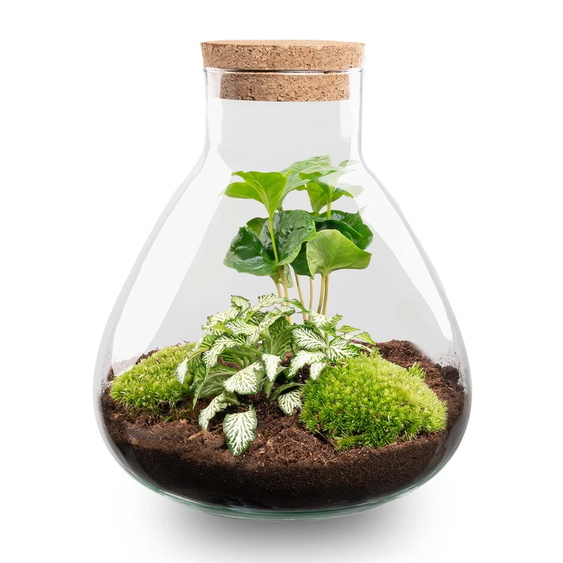 Sammie Coffea Arabica + White Tiger - Terrarium - Bottle garden DIY kit - Ø 22,5 cm ↑ 27 cm