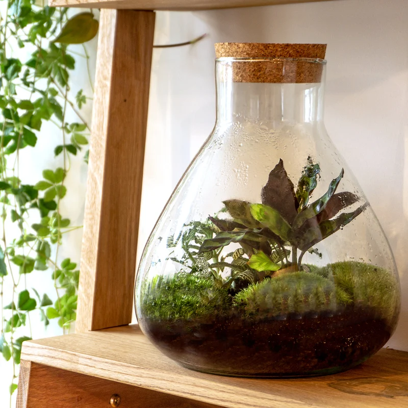 Sammie Coffea Ruby Lime - Terrarium - Bottle garden DIY kit - Ø 22,5 cm ↑ 27 cm