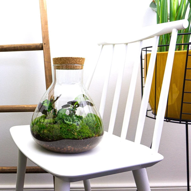 Sammie Calathea - Terrarium - Bottle garden DIY kit - Ø 22,5 cm ↑ 27 cm