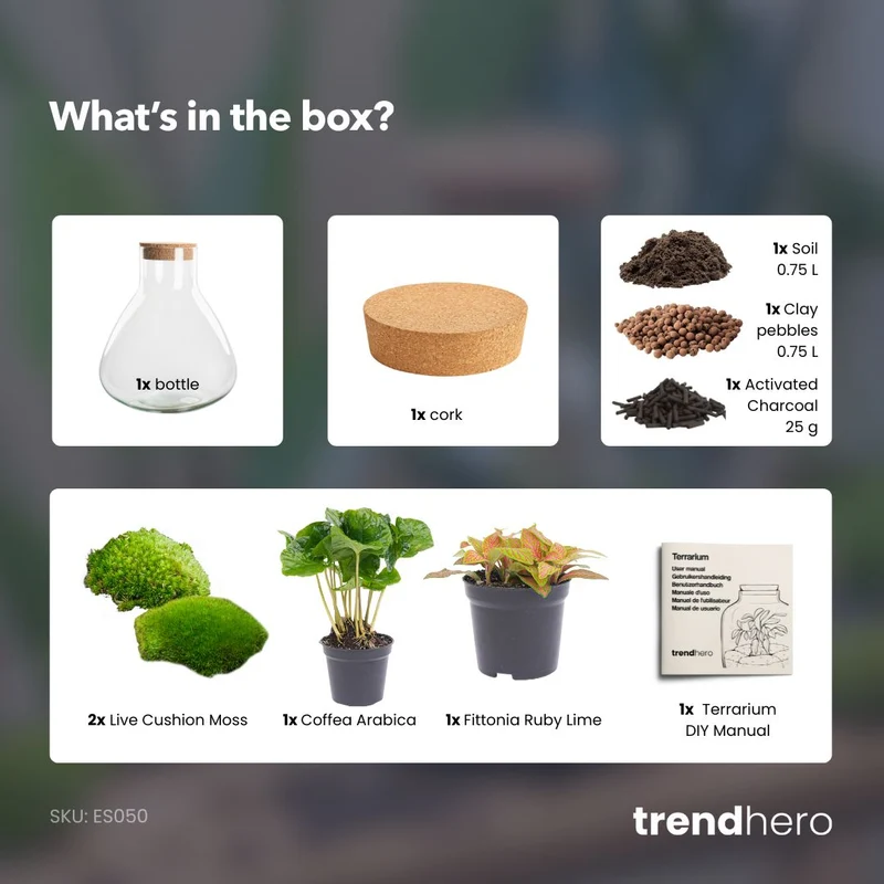 Sammie Coffea Ruby Lime - Terrarium - Bottle garden DIY kit - Ø 22,5 cm ↑ 27 cm