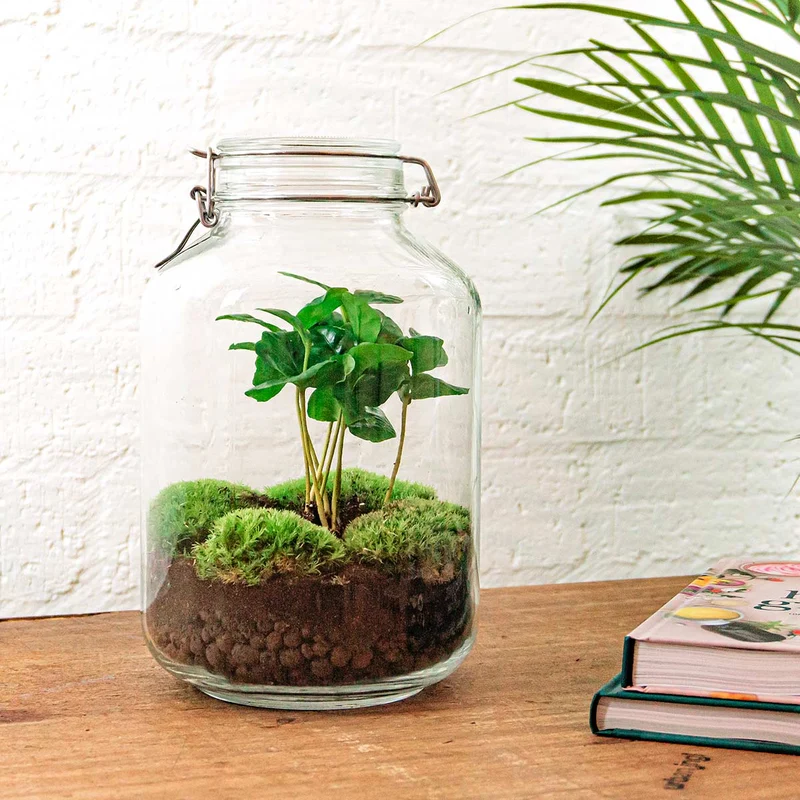 Jar Coffea Arabica - Terrarium - Bottle garden DIY kit - Ø 18 cm ↑ 28 cm