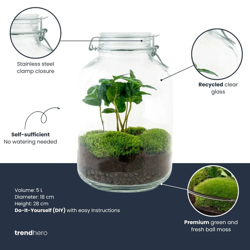 Jar Coffea Arabica - Terrarium - Bottle garden DIY kit - Ø 18 cm ↑ 28 cm