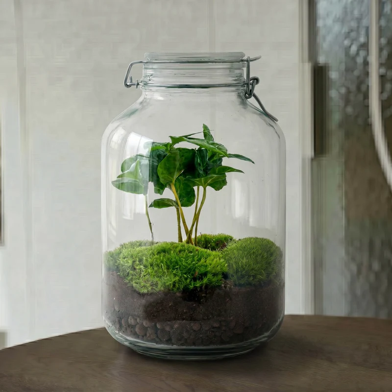 Jar Coffea Arabica - Terrarium - Bottle garden DIY kit - Ø 18 cm ↑ 28 cm