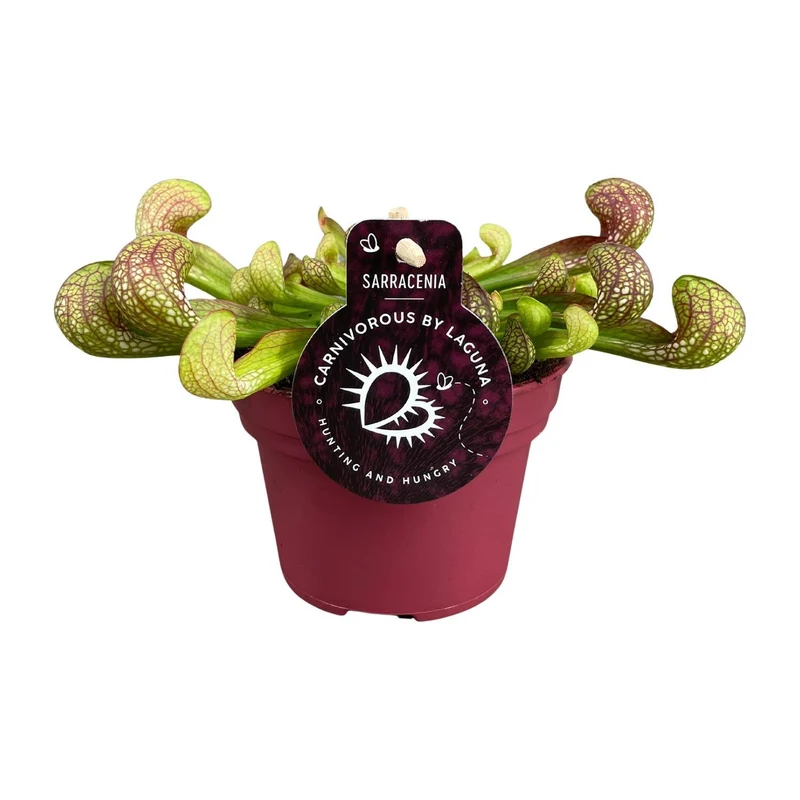 Peperomia Santorini (Trailing Peperomia) ↑ 13 cm