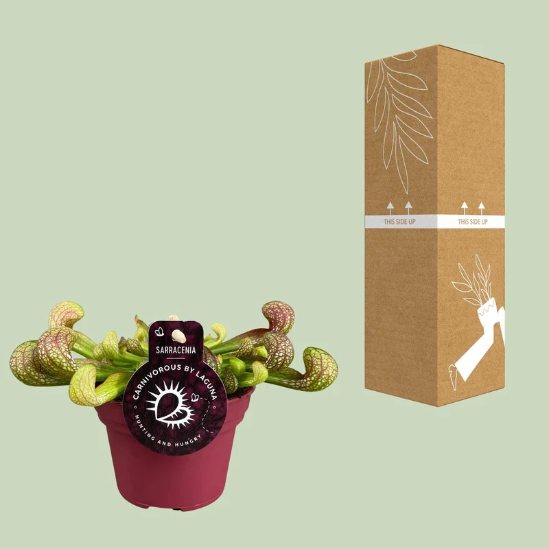 Peperomia Santorini (Trailing Peperomia) ↑ 13 cm