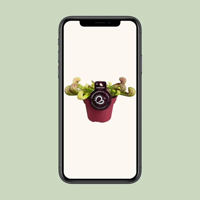 Peperomia Santorini (Trailing Peperomia) ↑ 13 cm