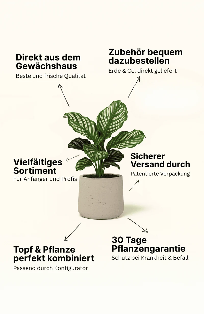 Feigenkaktus - Opuntia Consolea