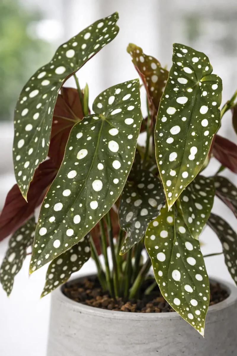 Forellenbegonie - Begonia Maculata