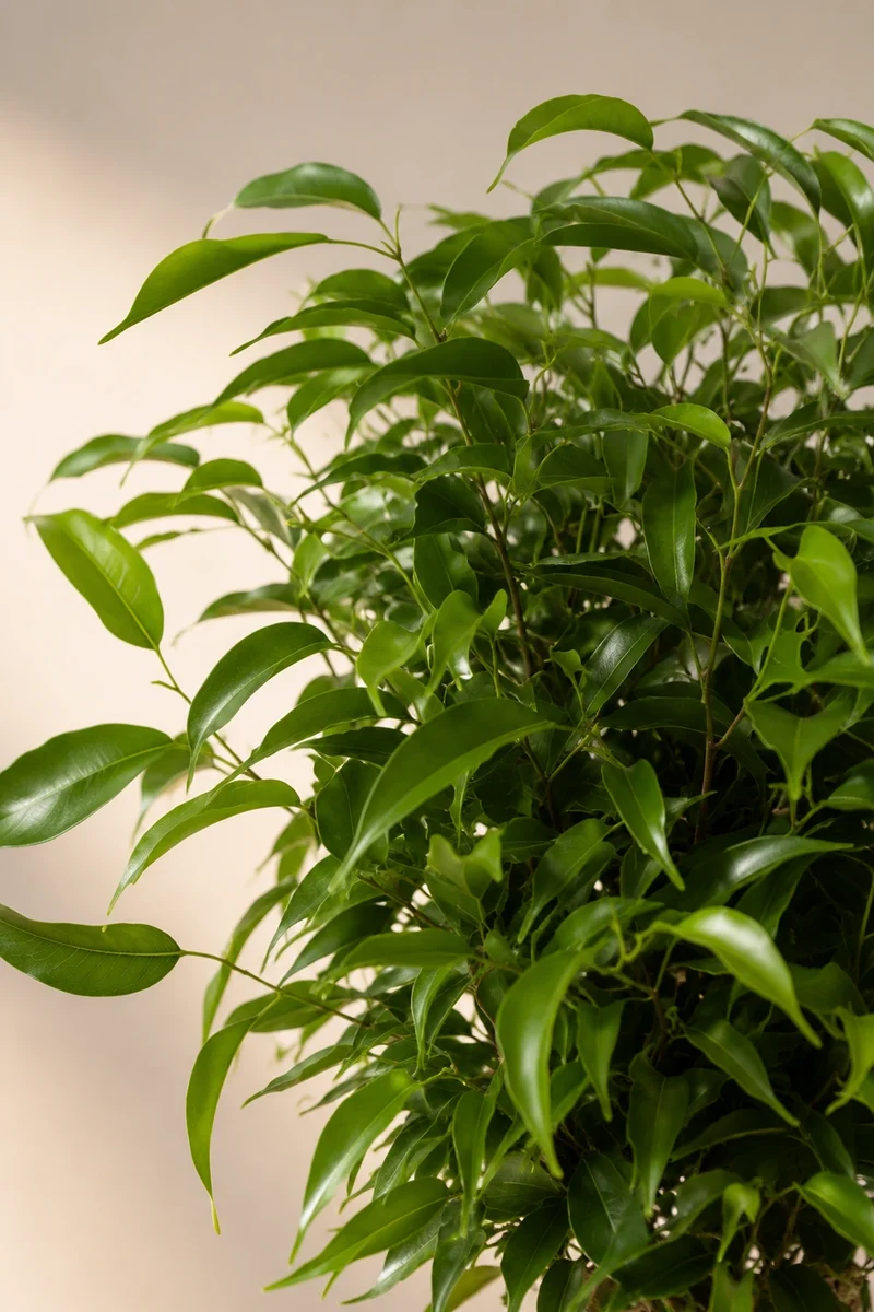 Zwerg-Birkenfeige - Ficus Natasja