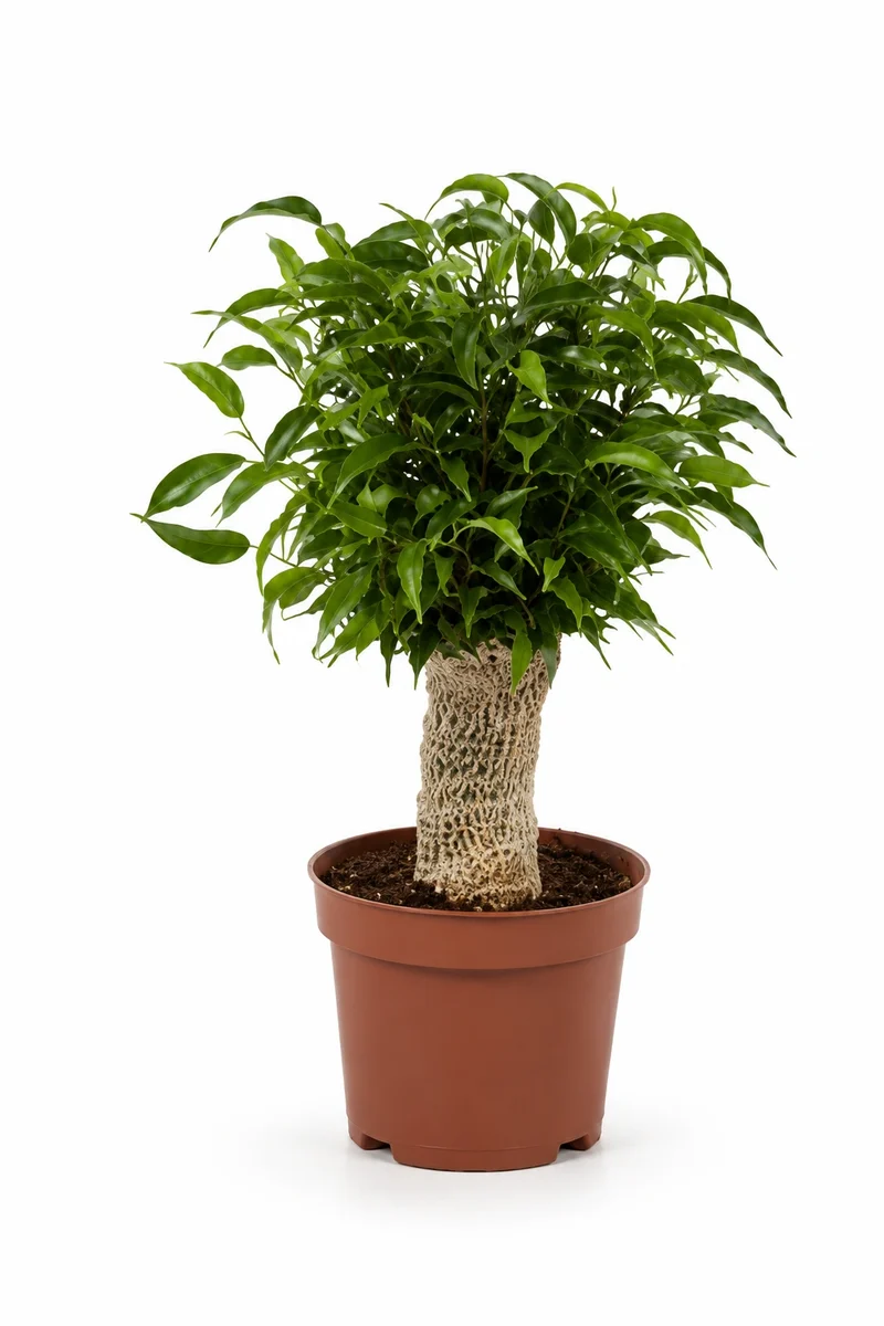 Zwerg-Birkenfeige - Ficus Natasja