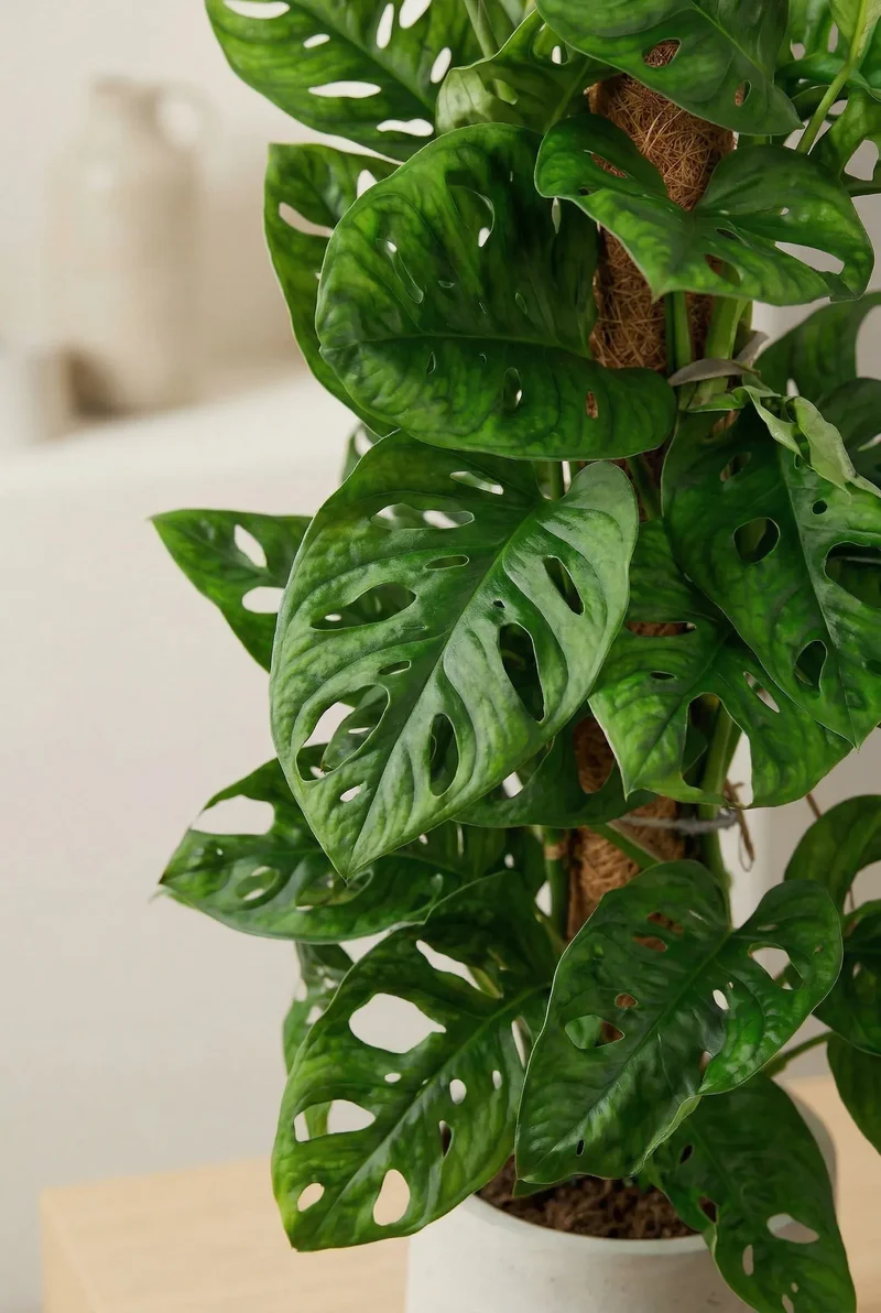 Monstera Adansonii - Monkey Leaf mit Moosstab