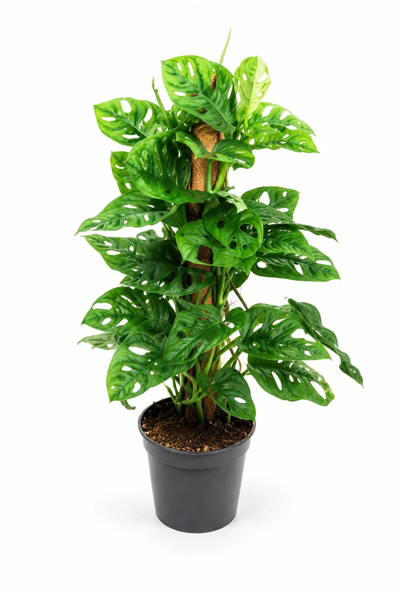 Monstera Adansonii - Monkey Leaf mit Moosstab