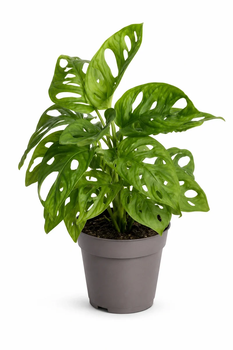 Monstera Obliqua - Monstera Adansonii Mini