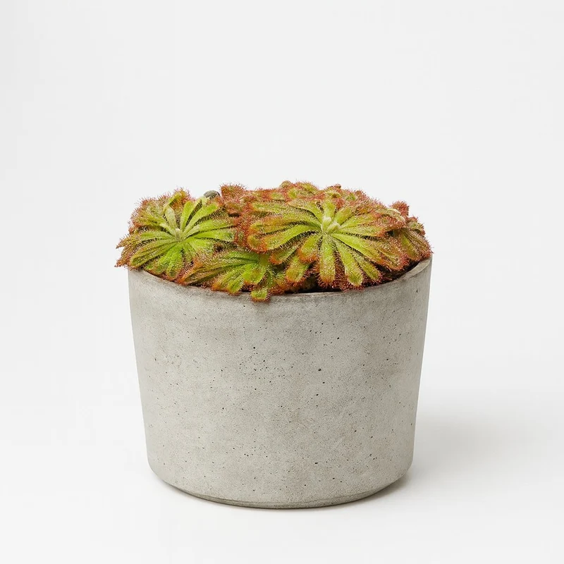 Drosera Aliciae