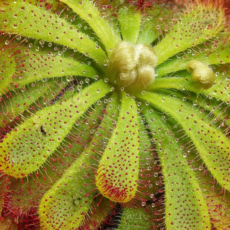 Drosera Aliciae