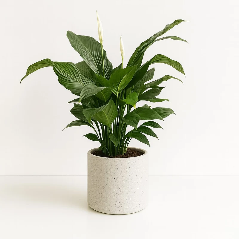 Spathiphyllum Sweet Silvana - 80cm