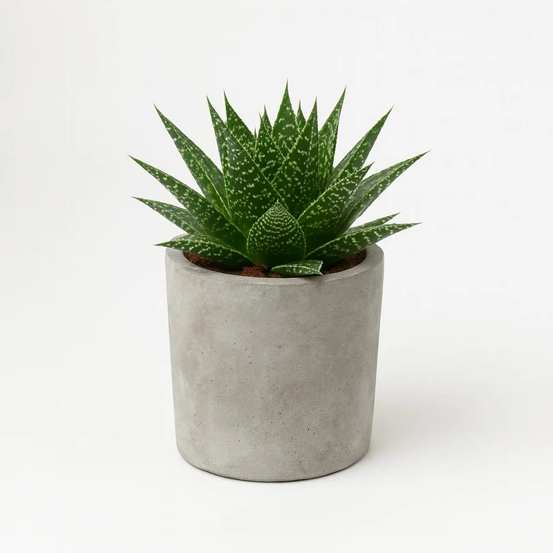 Gasteria Hybride Aurora