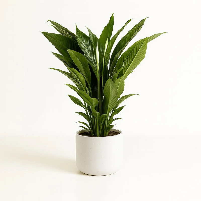 Spathiphyllum Sweet Sebastiano - 110cm