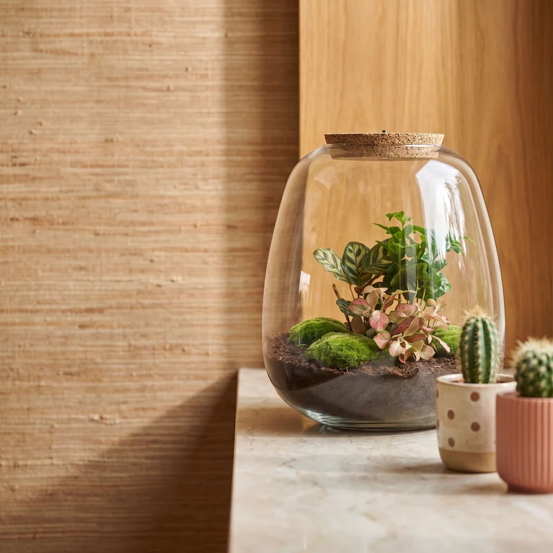 Emma - Coffea Red - Terrarium with light - Bottle garden DIY kit - Ø 23 cm ↑ 25 cm