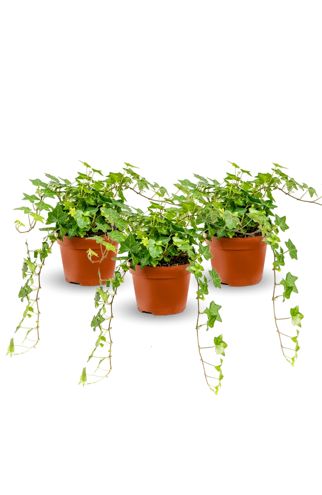 Efeu Hedera Helix Wonder 3er Set