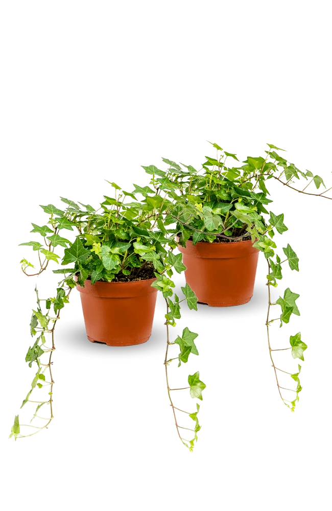 Efeu Hedera Helix Wonder 2er Set