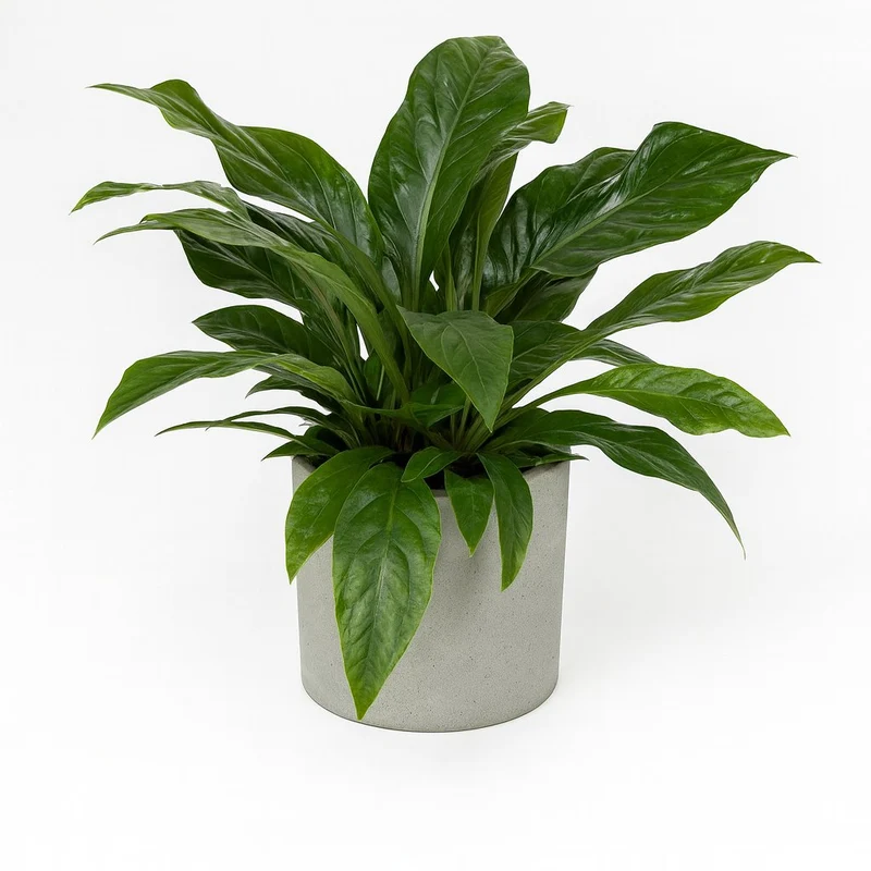 Anthurium Jungle Bush