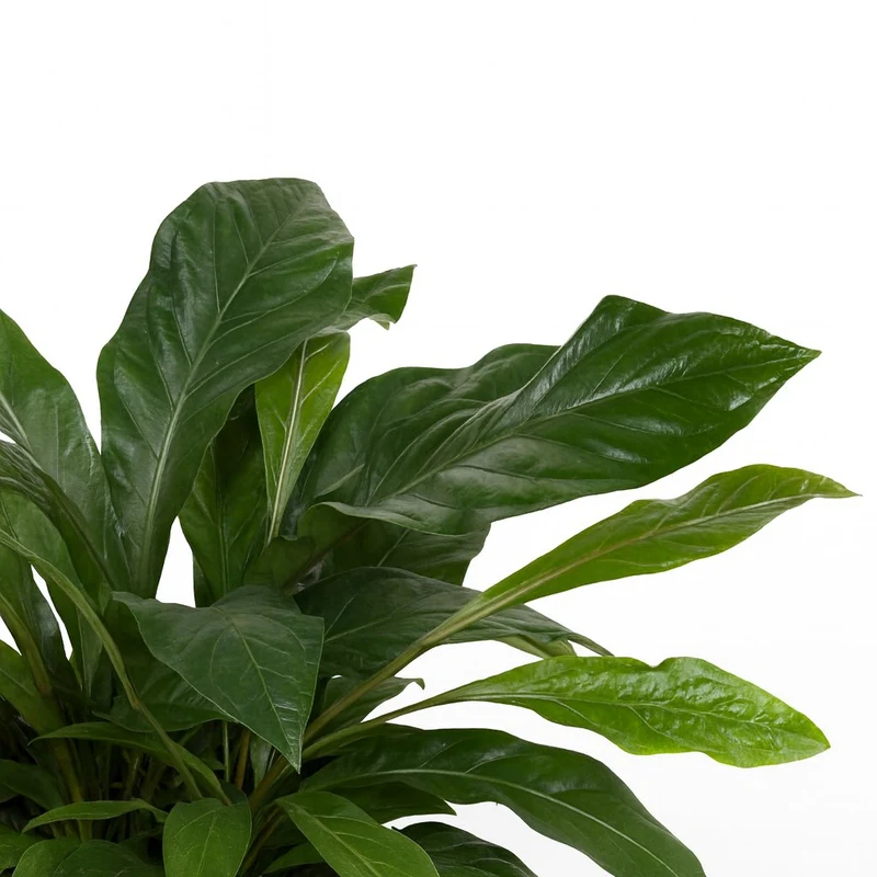Anthurium Jungle Bush