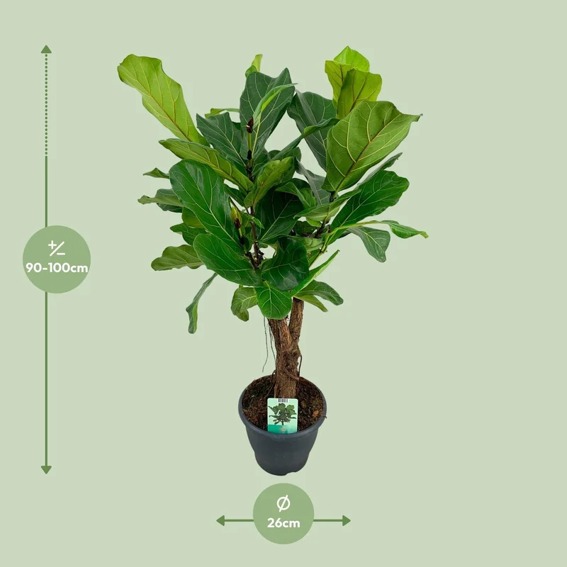 Ficus Lyrata (Fiddle Leaf Fig) ↑ 100 cm