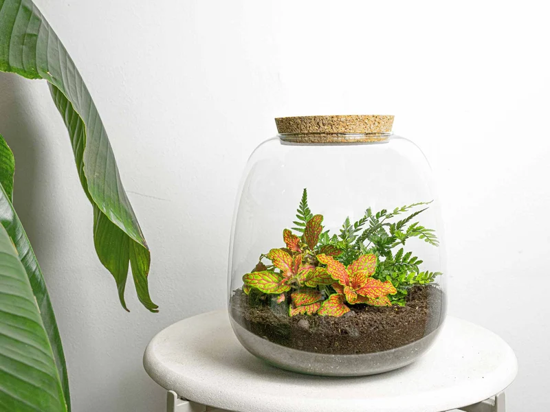 Emma Mini - Fittonia Ruby Lime + Fern - Terrarium with cork - Bottle garden DIY kit - Ø 19 cm ↑ 20 cm
