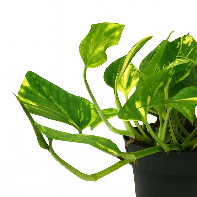 Scindapsus Njoy Gold - 25cm