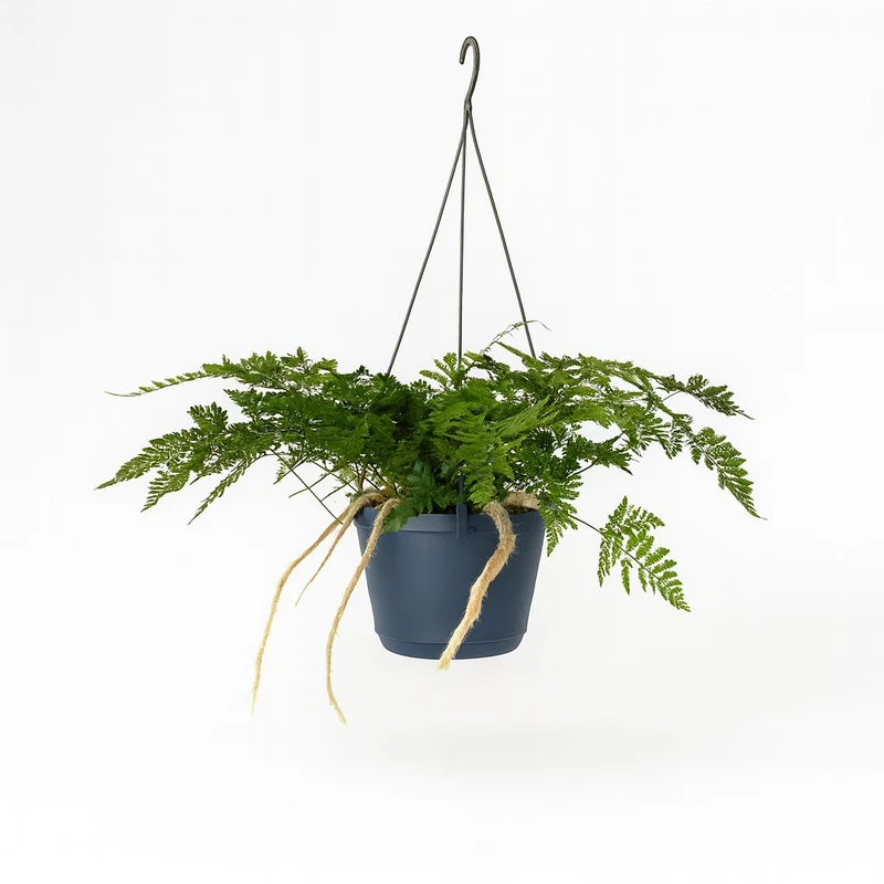 Davallia Bullata