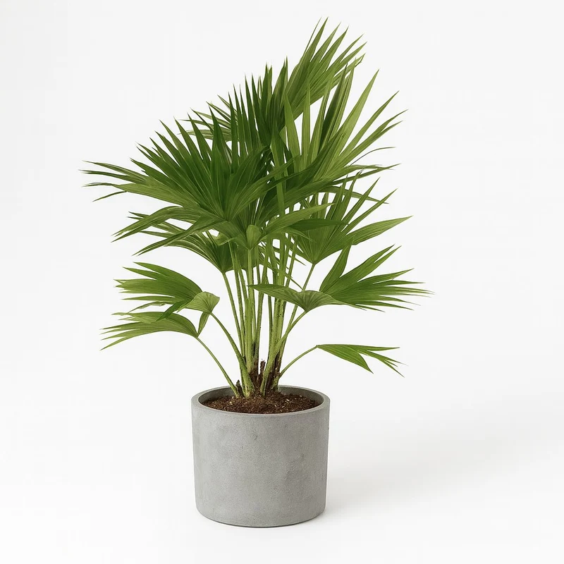 Livistona Chinensis