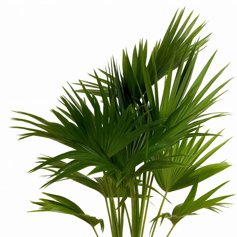 Livistona Chinensis