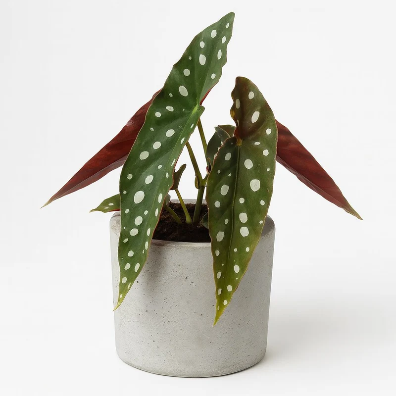 Begonia Maculata