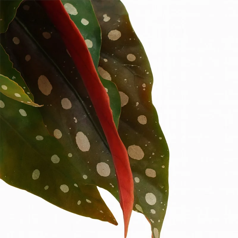 Begonia Maculata