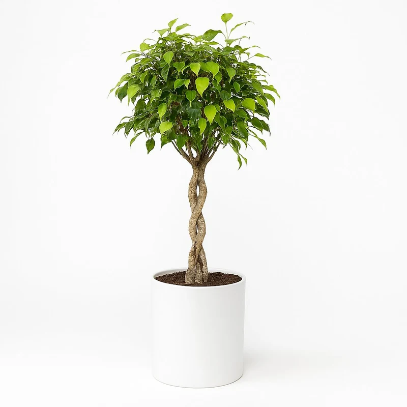 Ficus Benjamina Exotica - 120cm