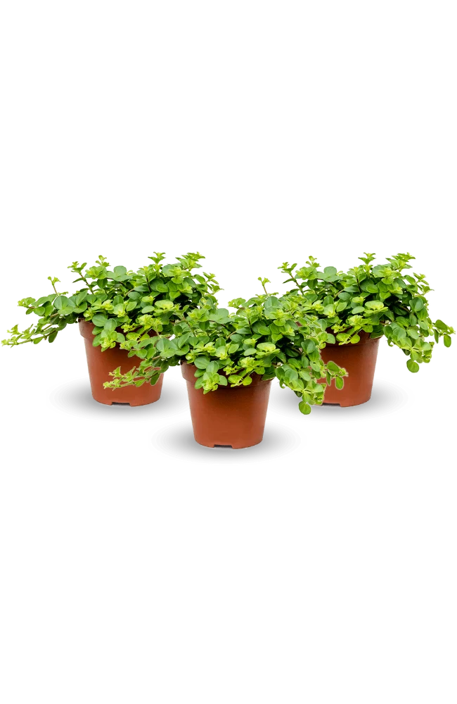 Peperomia rotundifolia 3er Set