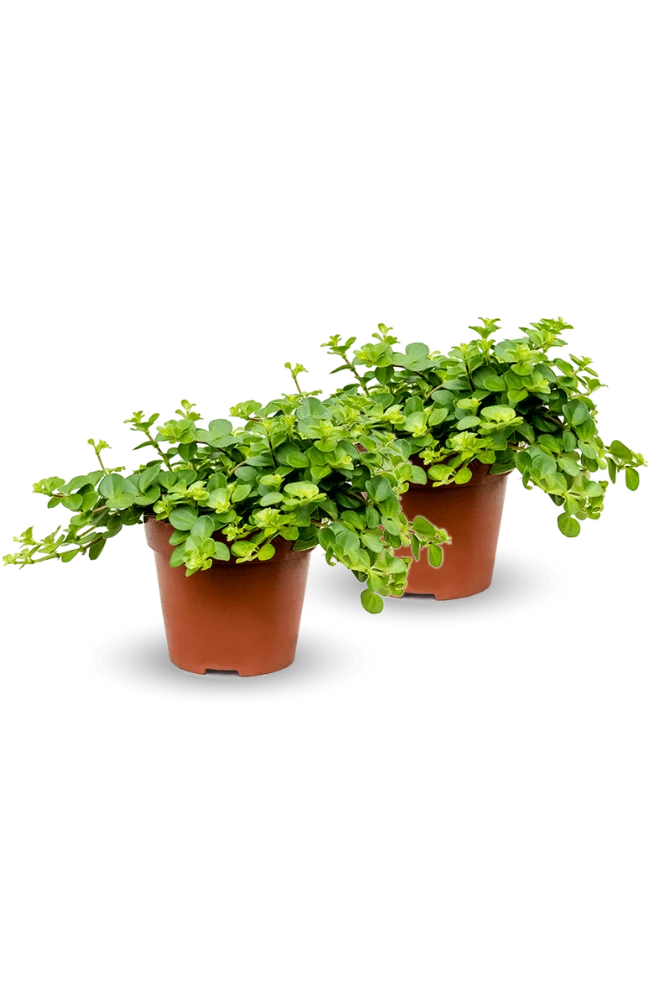 Peperomia rotundifolia 2er Set