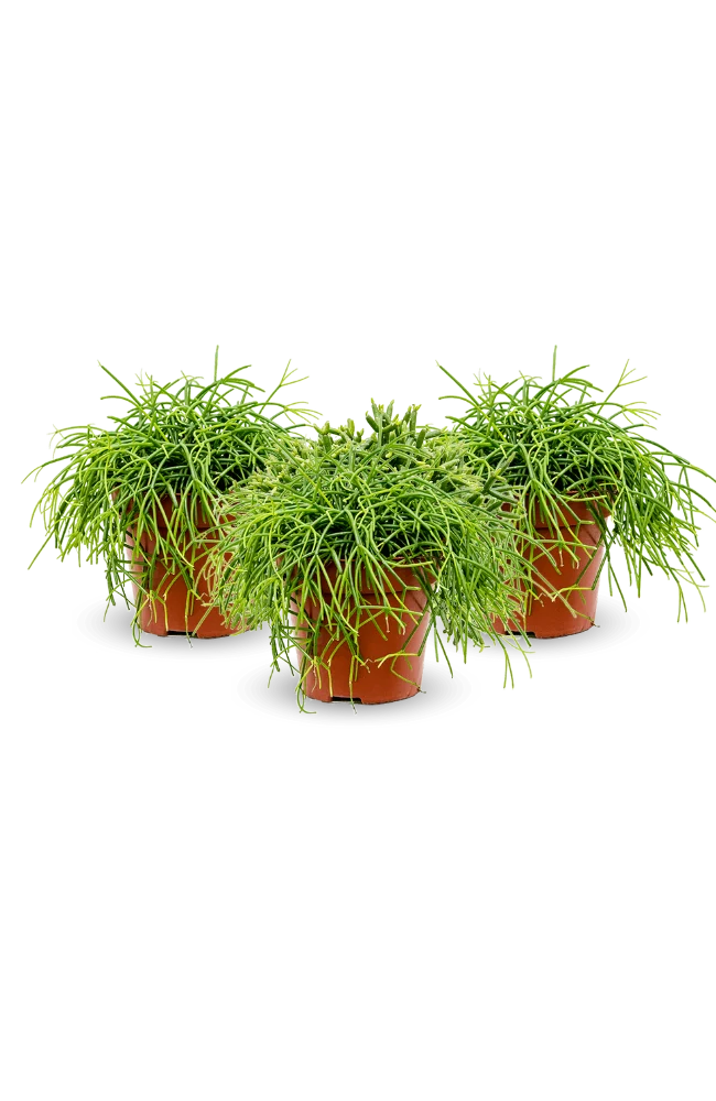 Rhipsalis Cashero 3er Set - Korallenkaktus