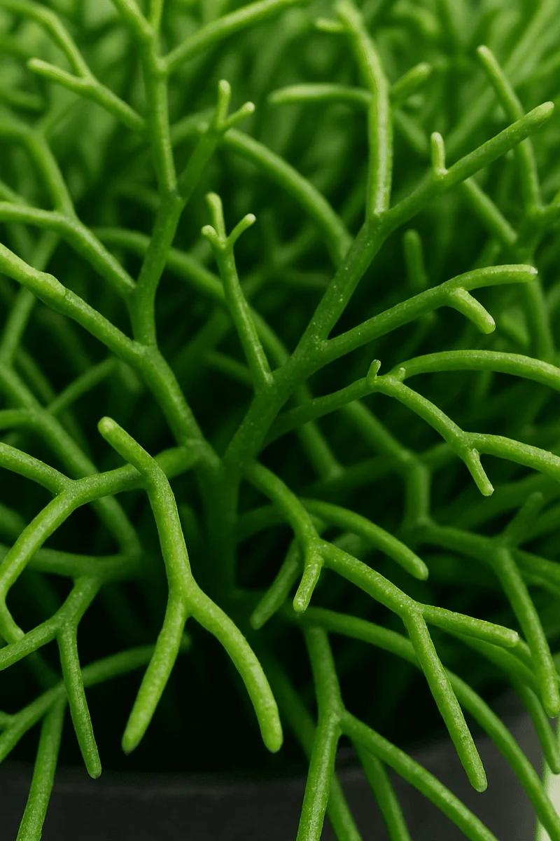 Rhipsalis Cashero 2er Set - Korallenkaktus